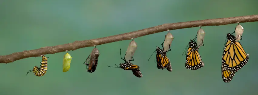 Butterfly emerging from a chrysalis